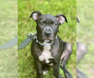 American Pit Bull Terrier-Unknown Mix Dogs for adoption in Rockaway, NJ, USA
