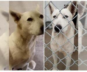 Sharberian Husky Dogs for adoption in Winston Salem, NC, USA