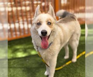 Siberian Husky-Unknown Mix Dogs for adoption in Las Vegas, NV, USA