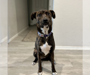 Mountain Cur-Unknown Mix Dogs for adoption in Boerne, TX, USA