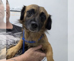 Pekingese Dogs for adoption in Chico, CA, USA