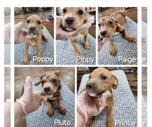 Black Mouth Cur-Unknown Mix Dogs for adoption in New Orleans, LA, USA