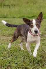 Pembroke Welsh Corgi-Unknown Mix Dogs for adoption in Lake Jackson, TX, USA