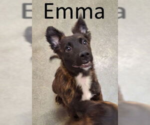 Mutt Dogs for adoption in Mountain View, AR, USA