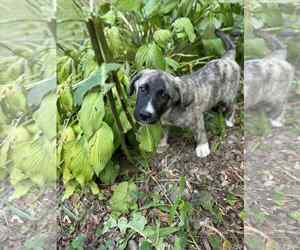 Labrador Retriever-Unknown Mix Dogs for adoption in Binghamton, NY, USA