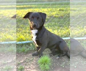 Spaniel-Unknown Mix Dogs for adoption in St. Louis Park, MN, USA