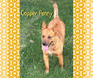 Mutt Dogs for adoption in Red Lodge, MT, USA
