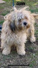 Lhasa Apso Dogs for adoption in Denison, TX, USA