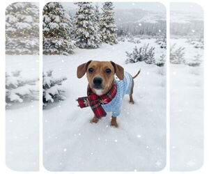 Chiweenie Dogs for adoption in Garner, NC, USA