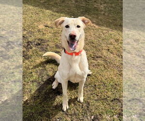 Labrador Retriever-Unknown Mix Dogs for adoption in Muskegon, MI, USA
