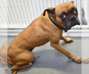 Boxer-Unknown Mix Dogs for adoption in San Antonio, TX, USA