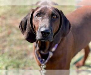 Redbone Coonhound Dogs for adoption in Henderson, NV, USA