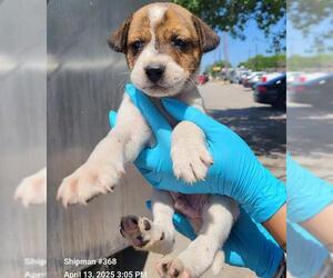Mutt Dogs for adoption in San Antonio, TX, USA
