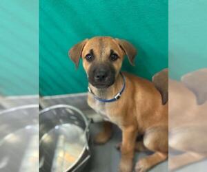 German Shepherd Dog-Unknown Mix Dogs for adoption in Visalia, CA, USA