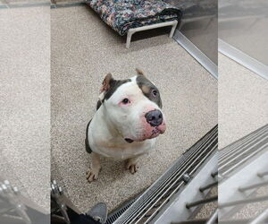 Mutt Dogs for adoption in Martinsburg, WV, USA