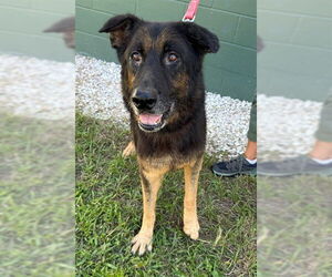 German Shepherd Dog Dogs for adoption in Naples, FL, USA