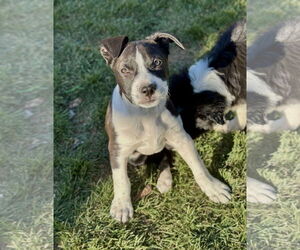 Mutt Dogs for adoption in Sandy, UT, USA