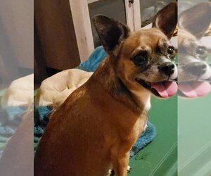 Chihuahua-Unknown Mix Dogs for adoption in Bonifay , FL, USA
