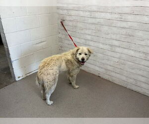 American Pit Bull Terrier-Great Pyrenees Mix Dogs for adoption in San Bernardino, CA, USA
