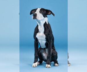 Labrador Retriever-Unknown Mix Dogs for adoption in Bullard, TX, USA