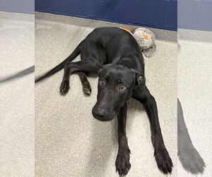 Labrador Retriever-Unknown Mix Dogs for adoption in Sterling, MA, USA