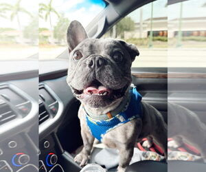 French Bulldog-Unknown Mix Dogs for adoption in Royal Palm Beach, FL, USA