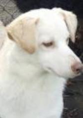 Labrador Retriever Dogs for adoption in Smithfield, PA, USA