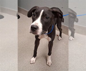Mutt Dogs for adoption in Las Vegas, NV, USA