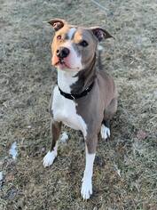 American Pit Bull Terrier-Unknown Mix Dogs for adoption in Howell, MI, USA
