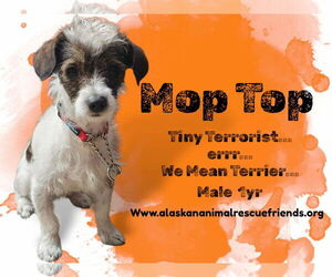 Mutt Dogs for adoption in Anchorage, AK, USA