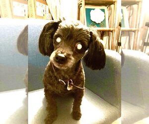 Poodle (Miniature)-Unknown Mix Dogs for adoption in Woodland Hills, CA, USA