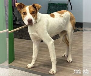 Jack Russell Terrier-Unknown Mix Dogs for adoption in Washington, DC, USA