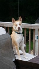 Alaskan Husky-Labrador Retriever Mix Dogs for adoption in Rockaway, NJ, USA