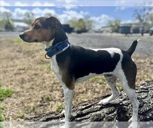 Mutt Dogs for adoption in Martinez, CA, USA
