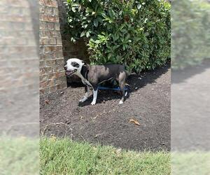 American Pit Bull Terrier-Unknown Mix Dogs for adoption in Houston, TX, USA