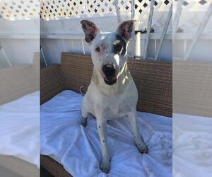 Bull Terrier Dogs for adoption in Newport Beach, CA, USA