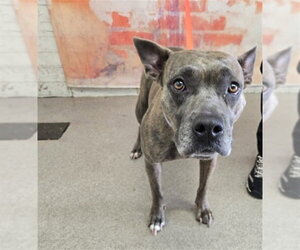 Mutt Dogs for adoption in San Bernardino, CA, USA