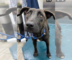 Labrador Retriever-Unknown Mix Dogs for adoption in Mobile, AL, USA