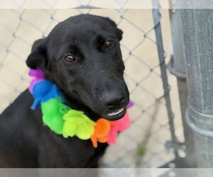 German Shepherd Dog Dogs for adoption in Tulsa, OK, USA