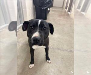 American Pit Bull Terrier Dogs for adoption in Saginaw, MI, USA