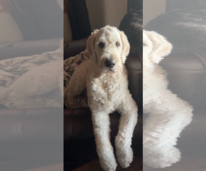 Goldendoodle Dogs for adoption in Polson, MT, USA
