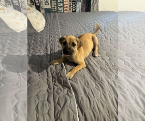 American Staffordshire Terrier Dogs for adoption in Woodland, CA, USA