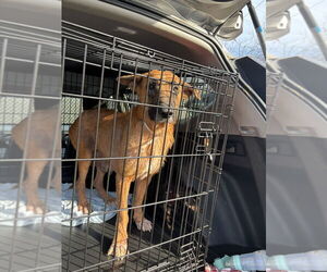 German Shepherd Dog-Unknown Mix Dogs for adoption in Brewster, NY, USA