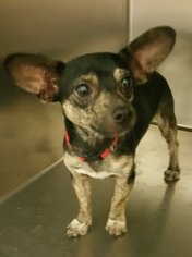 Chihuahua-Unknown Mix Dogs for adoption in Colfax, IL, USA