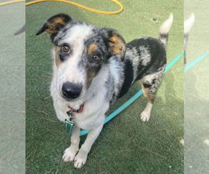 Australian Shepherd-Unknown Mix Dogs for adoption in Lakewood, CO, USA
