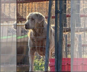 Labmaraner Dogs for adoption in Winston Salem, NC, USA