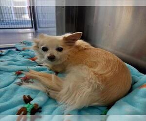 Chiranian Dogs for adoption in Norco, CA, USA