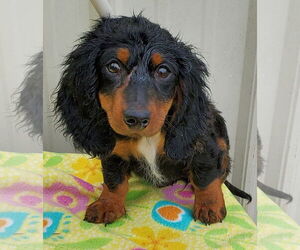 Dachshund Dogs for adoption in Mountain View, MO, USA