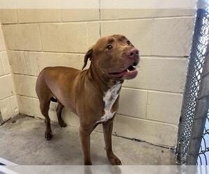 American Pit Bull Terrier-Labrador Retriever Mix Dogs for adoption in Ocala, FL, USA