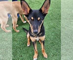 Mutt Dogs for adoption in oakland, FL, USA